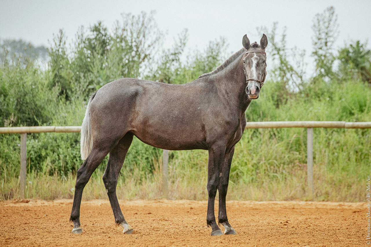 Puledra Lusitano In vendita 2021 Grigio