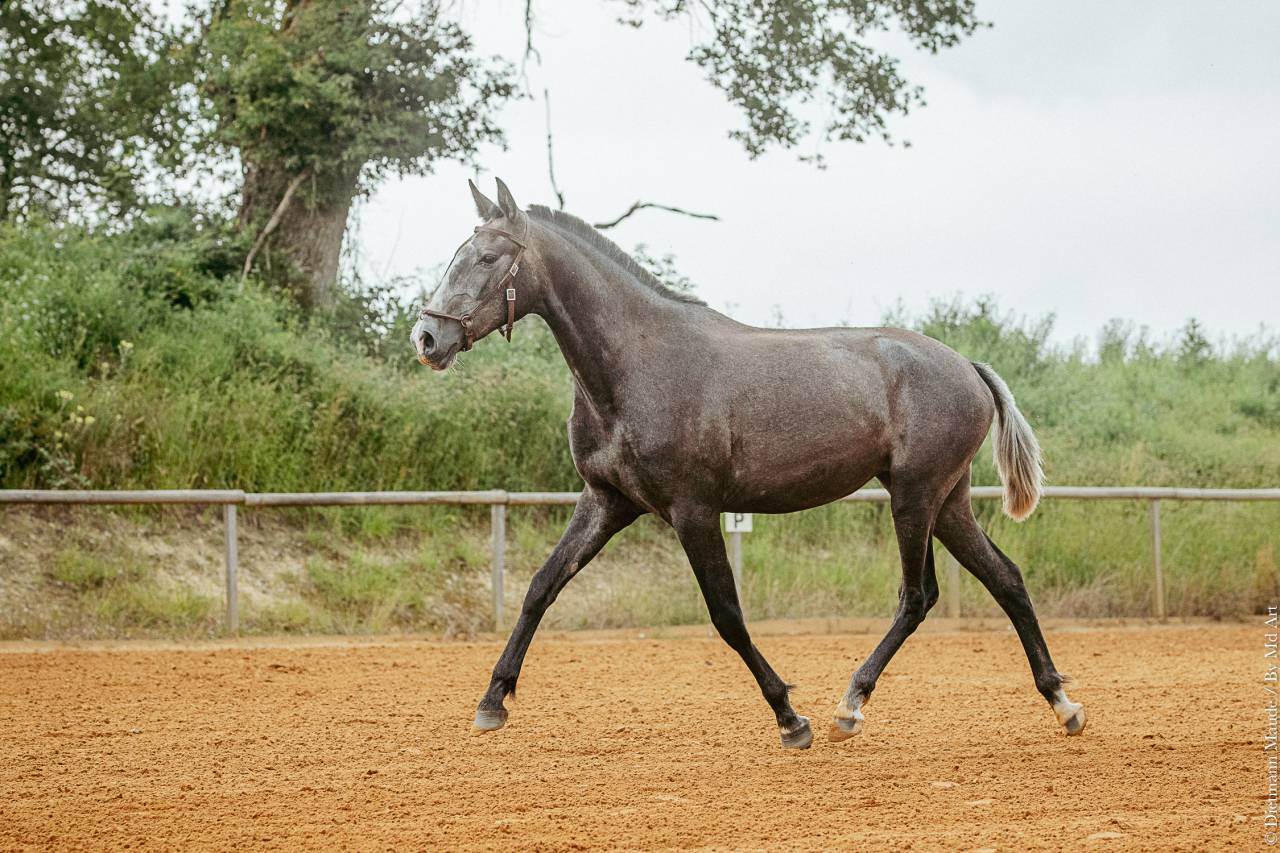 Puledra Lusitano In vendita 2021 Grigio