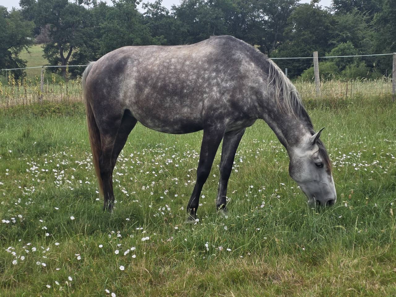 Puledra Lusitano In vendita 2021 Grigio