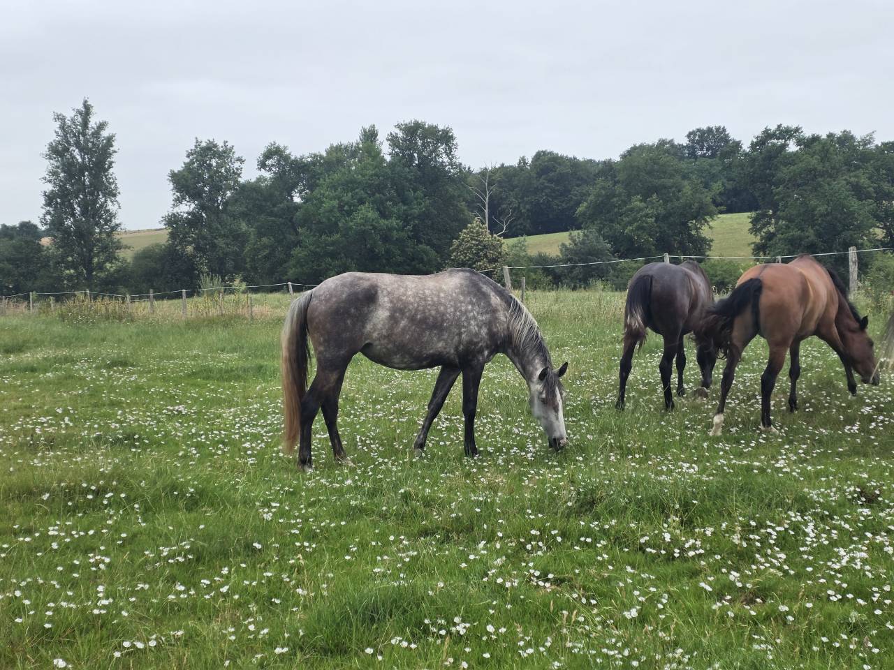 Puledra Lusitano In vendita 2021 Grigio