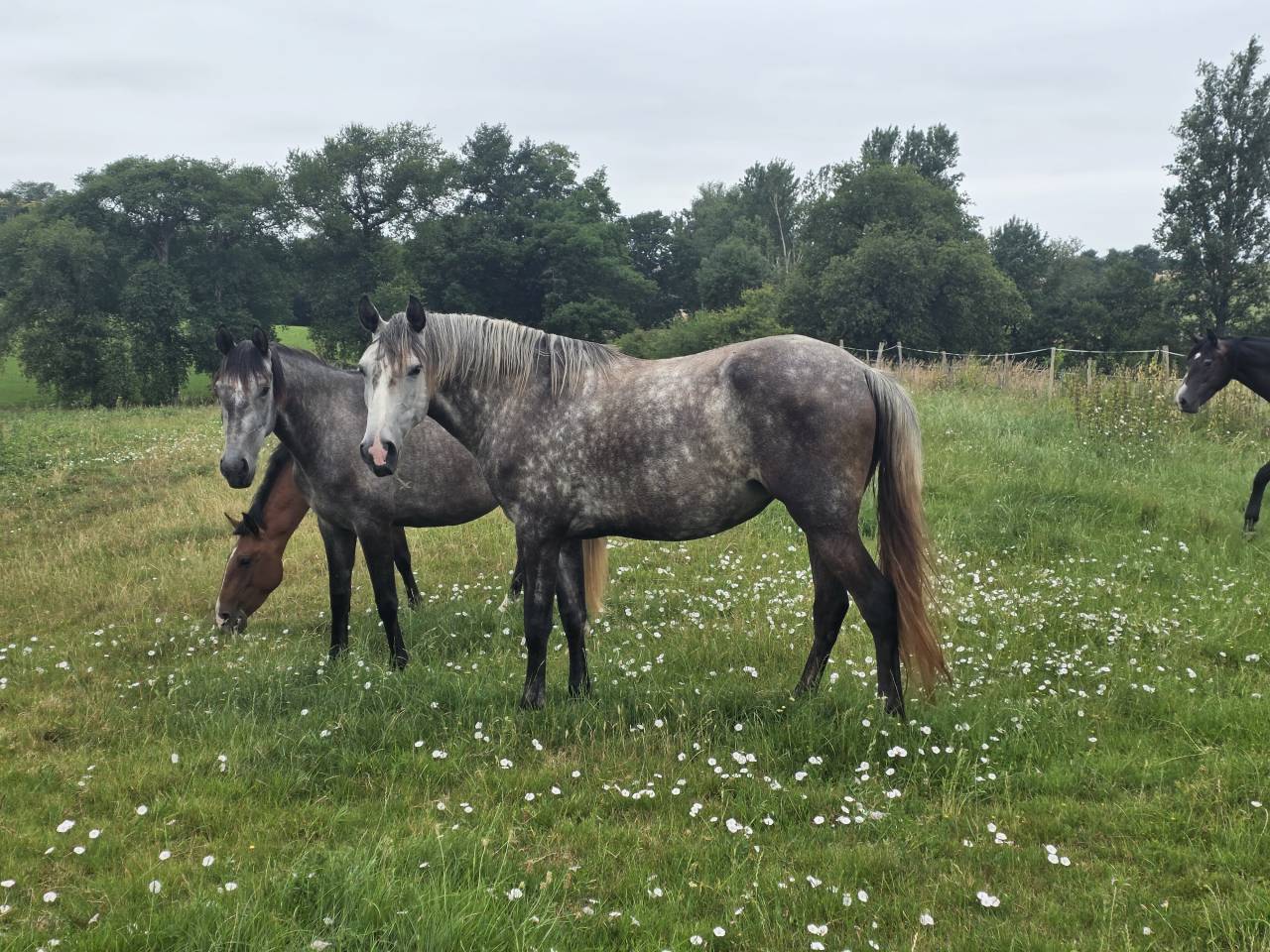 Puledra Lusitano In vendita 2021 Grigio