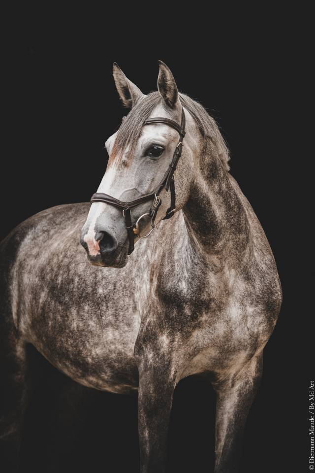 Puledra Lusitano In vendita 2021 Grigio