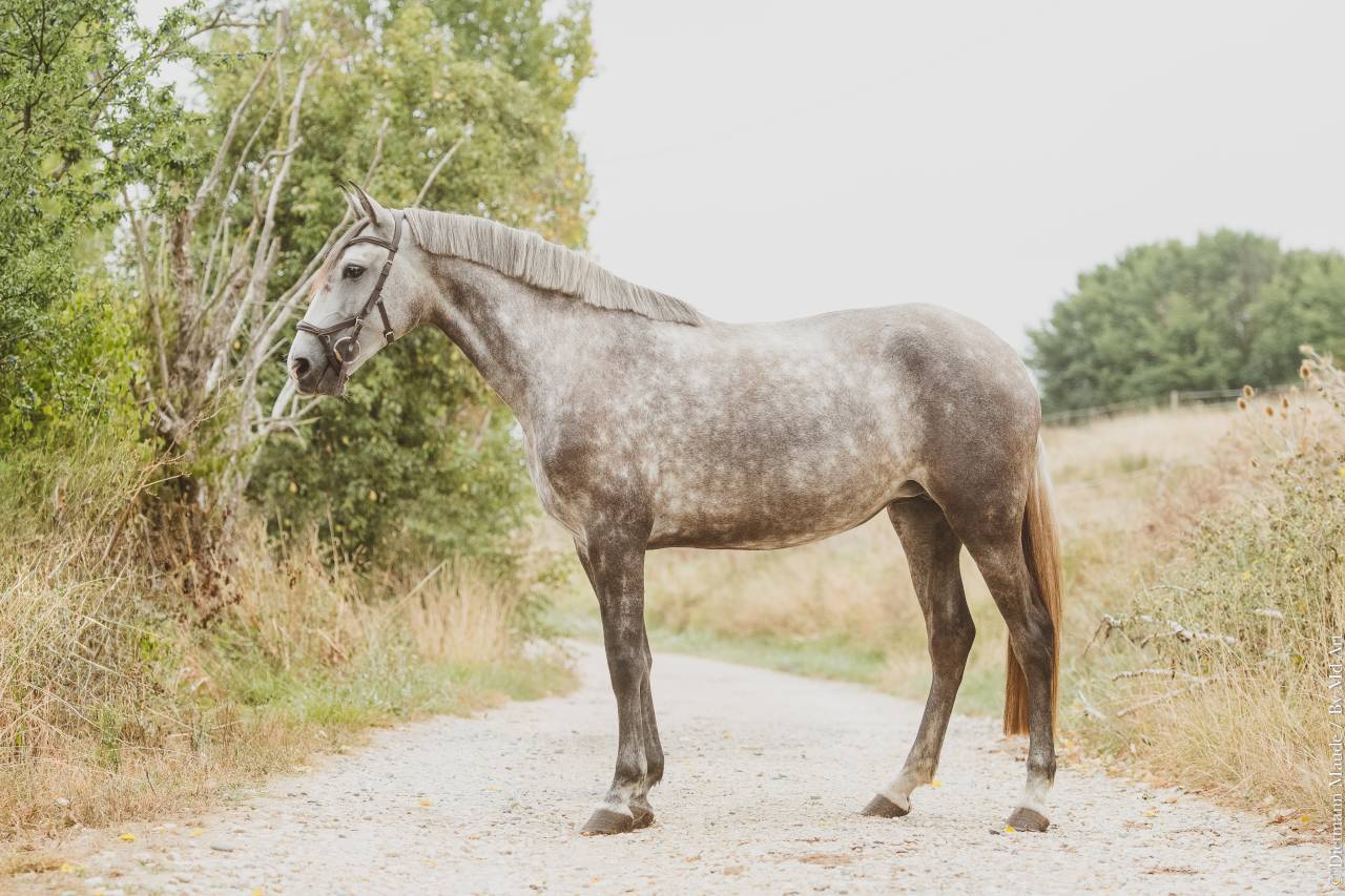 Puledra Lusitano In vendita 2021 Grigio