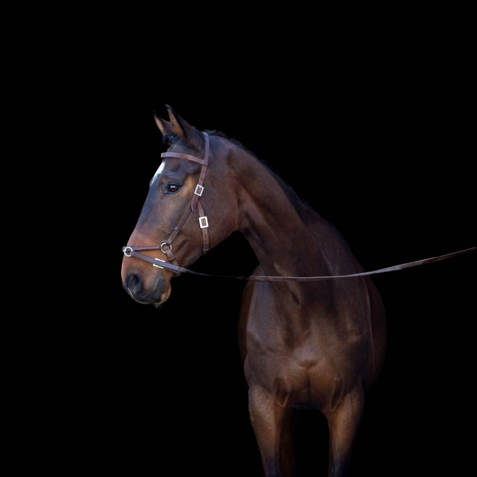 Castrone Origine non conosciuta  In vendita 2018 Baio ,  DAKTARI DE LA GESSE