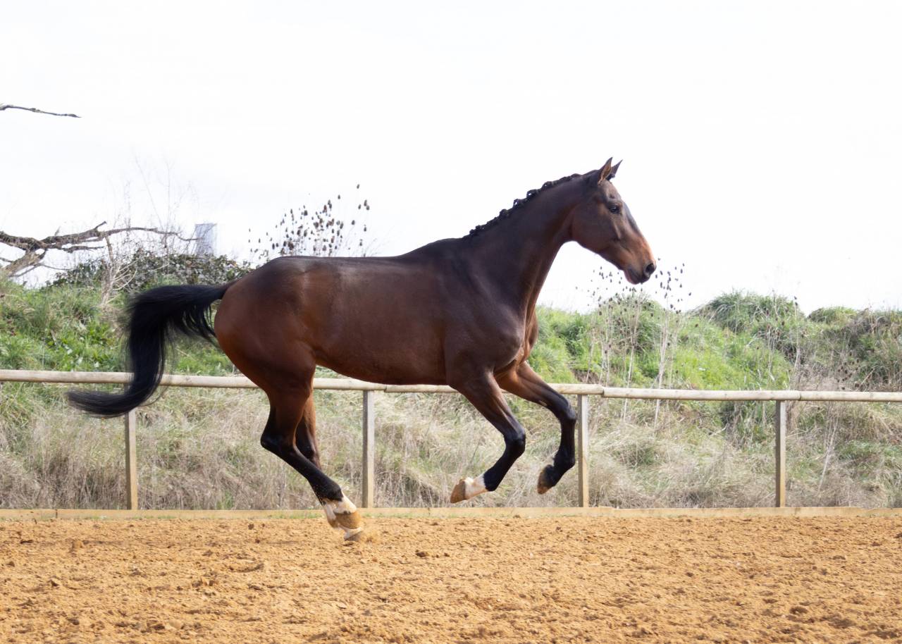 Castrone Origine non conosciuta  In vendita 2018 Baio ,  DAKTARI DE LA GESSE