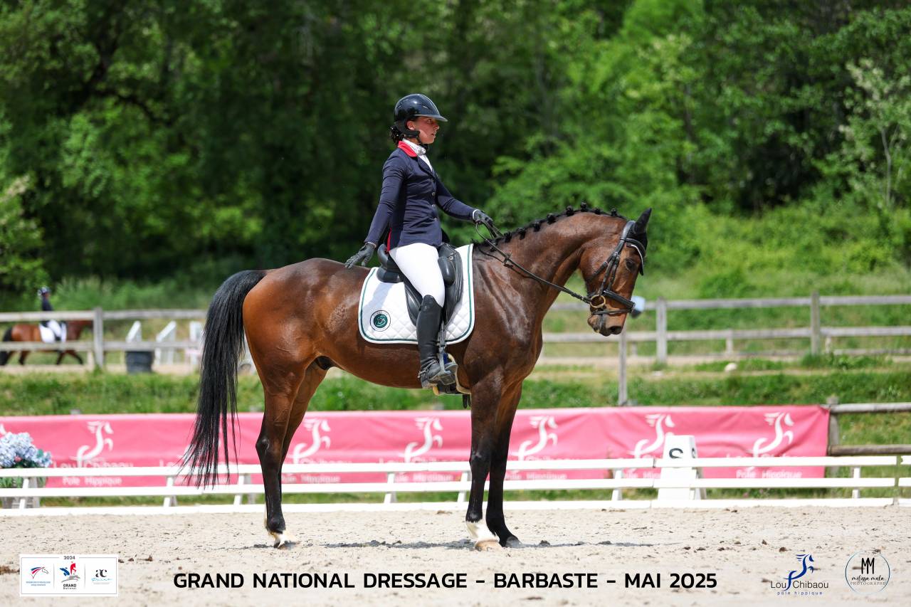 Castrone Origine non conosciuta  In vendita 2018 Baio ,  DAKTARI DE LA GESSE