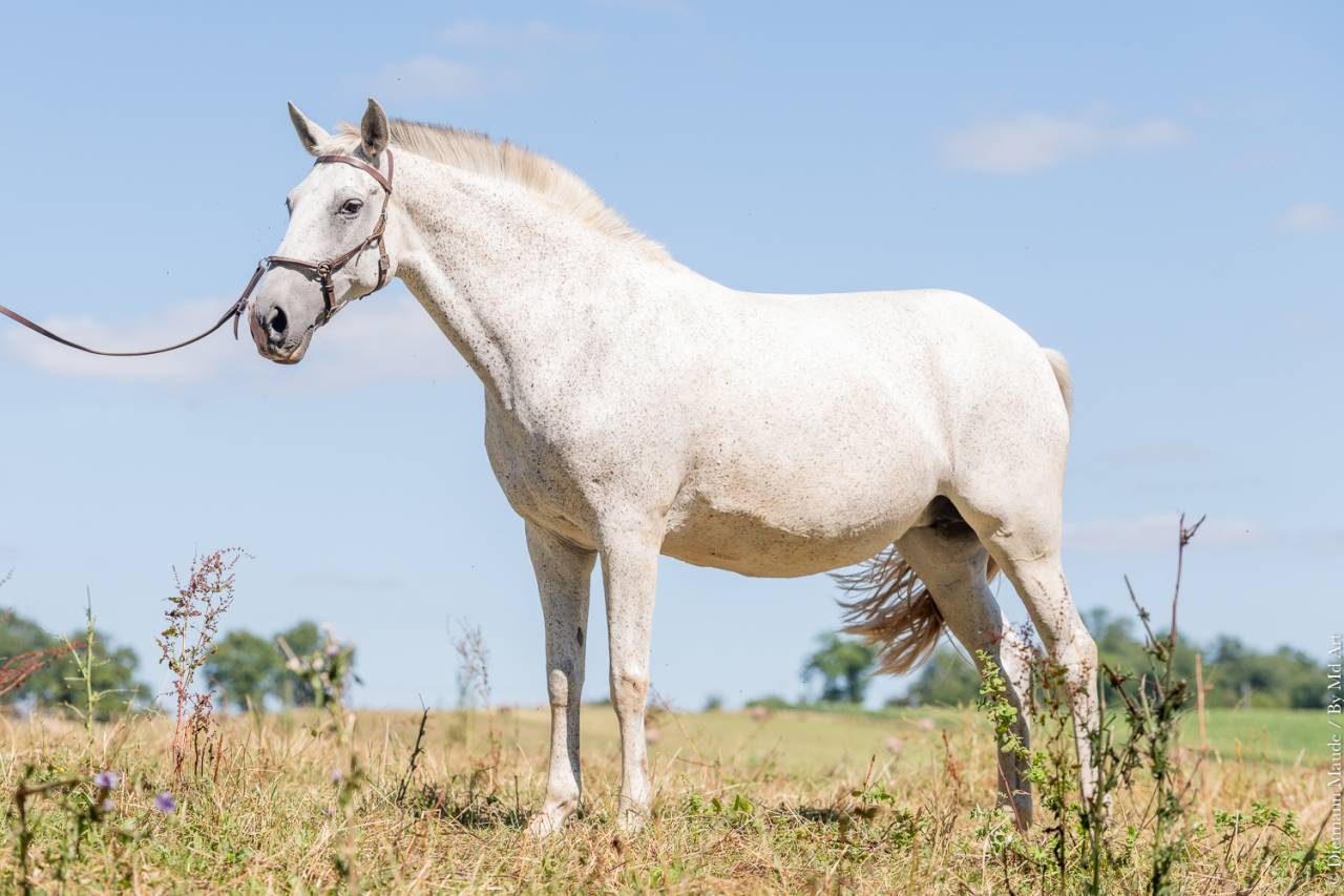 Fattrice Lusitano In vendita 2011 Grigio ,  SENADOR
