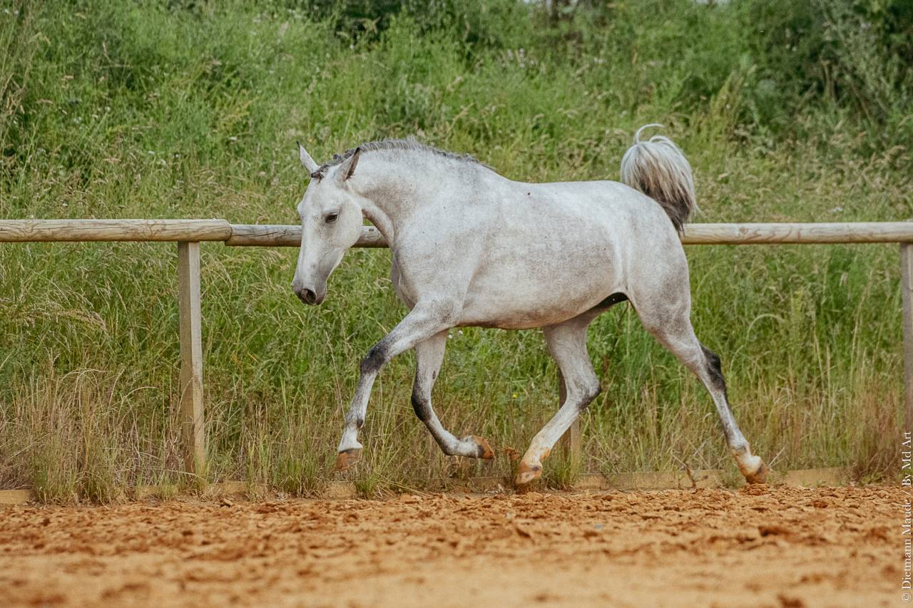 Cavalla Lusitano In vendita 2019 Grigio ,  ESPIRITO DA MATA