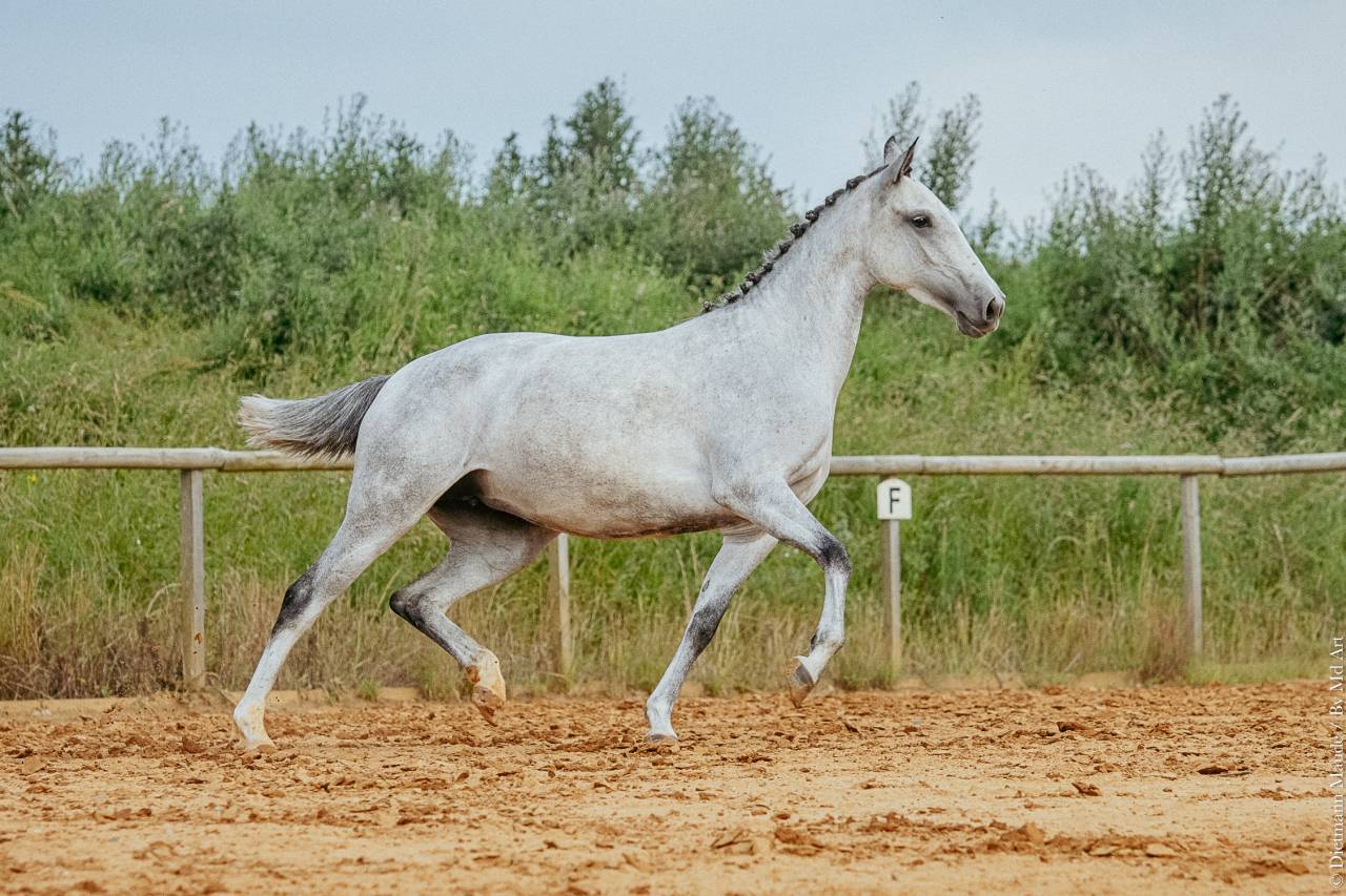 Cavalla Lusitano In vendita 2019 Grigio ,  ESPIRITO DA MATA
