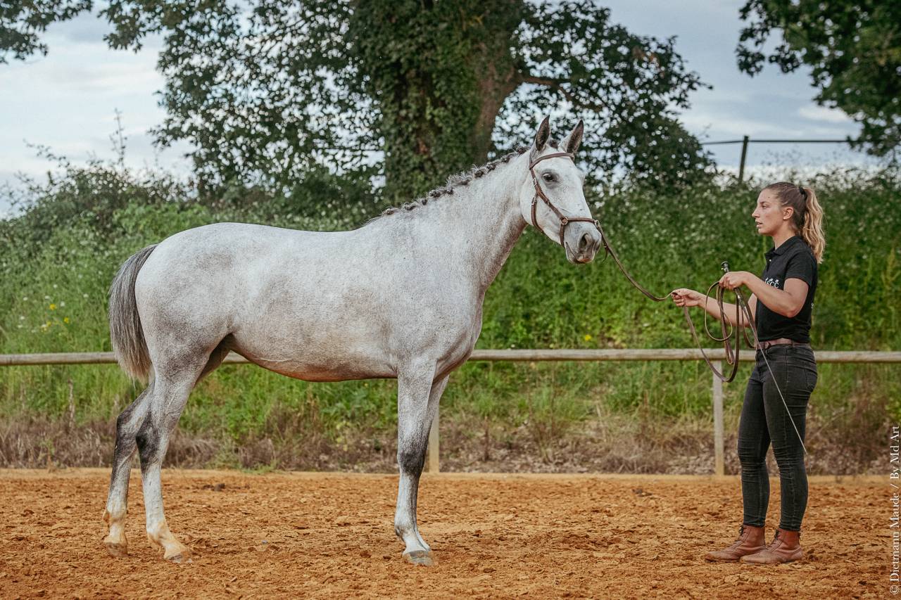 Cavalla Lusitano In vendita 2019 Grigio ,  ESPIRITO DA MATA