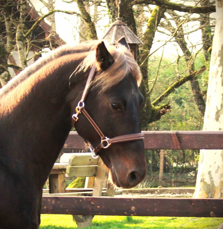 SILVER ONEX WOOD - Quarter Horse 2015 ,  Silver wood strike