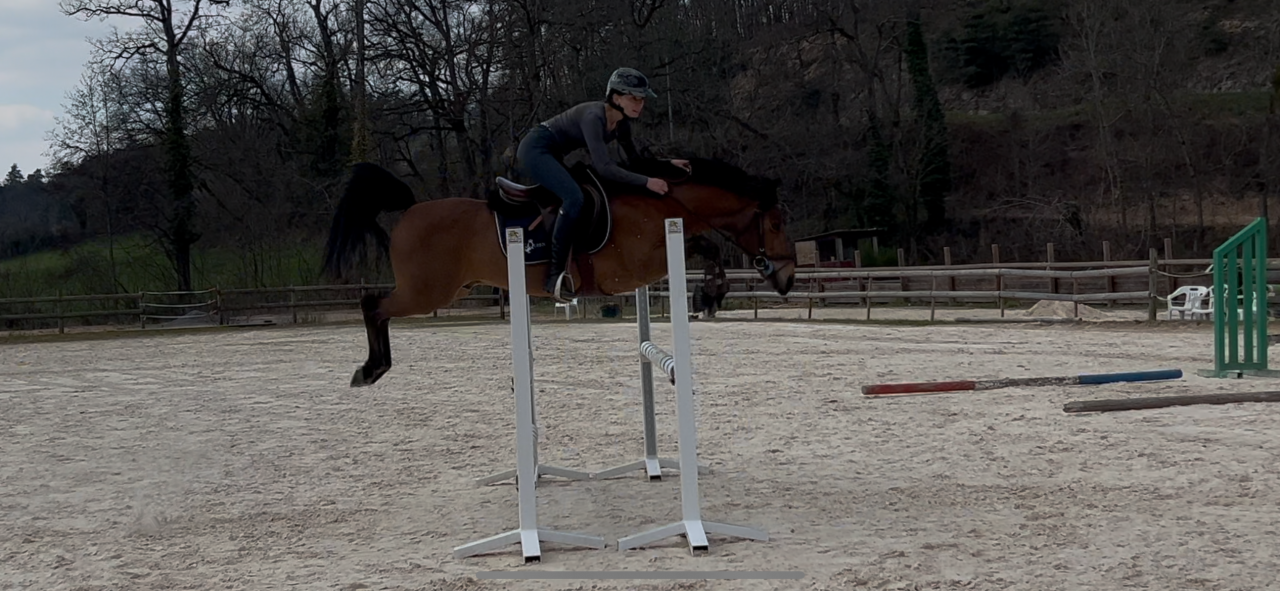 Intero New Forest Noleggio 2014 Baio