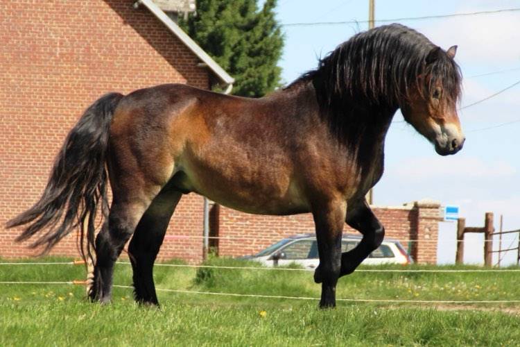 Shisltone Rocks Rigadoon  - Dartmoor 2012 ,  SHISLTONE ROCKS NORTHCOUNTRYMAN