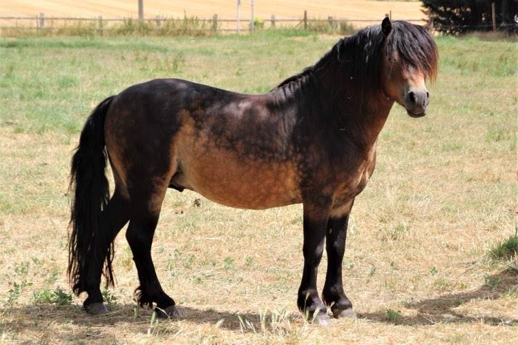 Shisltone Rocks Rigadoon  - Dartmoor 2012 ,  SHISLTONE ROCKS NORTHCOUNTRYMAN