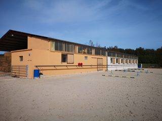 Centro di stagione cavallo In vendita 