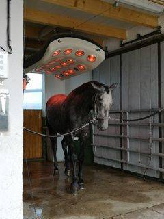 Centro di stagione cavallo In vendita 