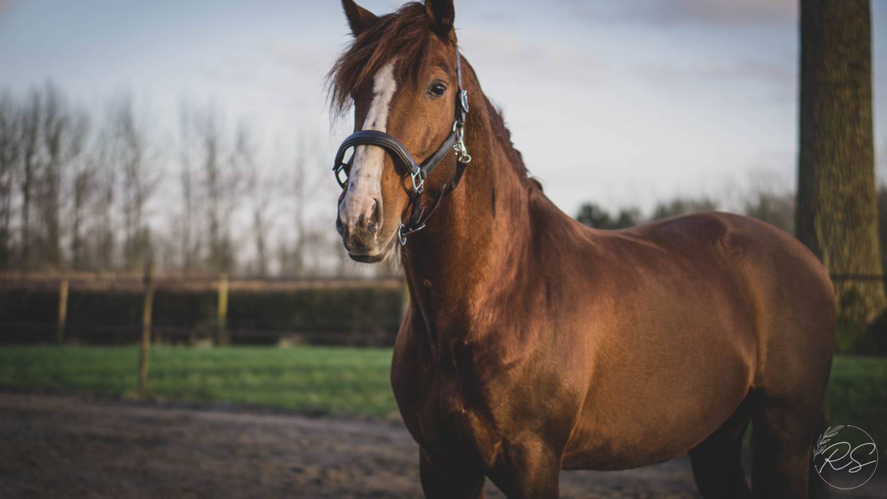 Discreto MP - PRE Andaluso 2011