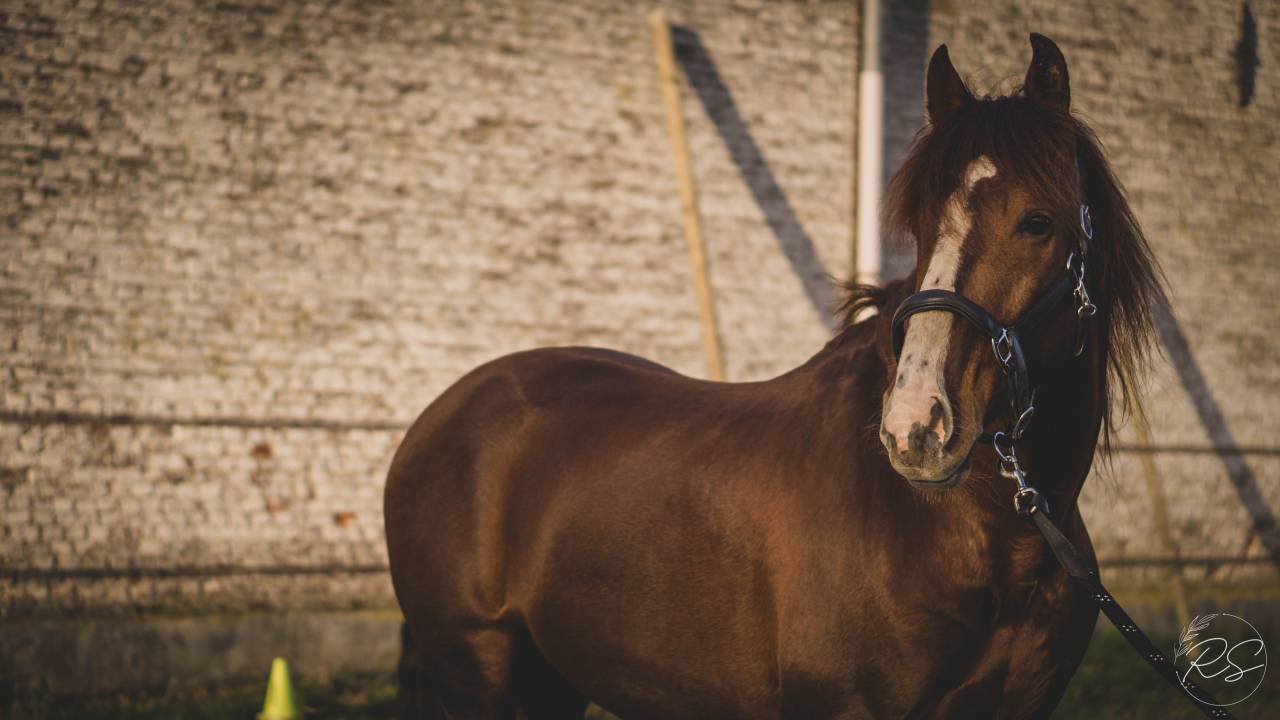 Discreto MP - PRE Andaluso 2011