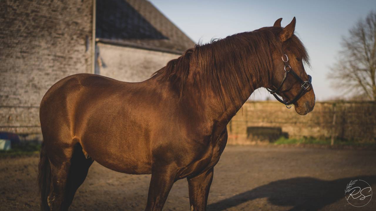 Discreto MP - PRE Andaluso 2011