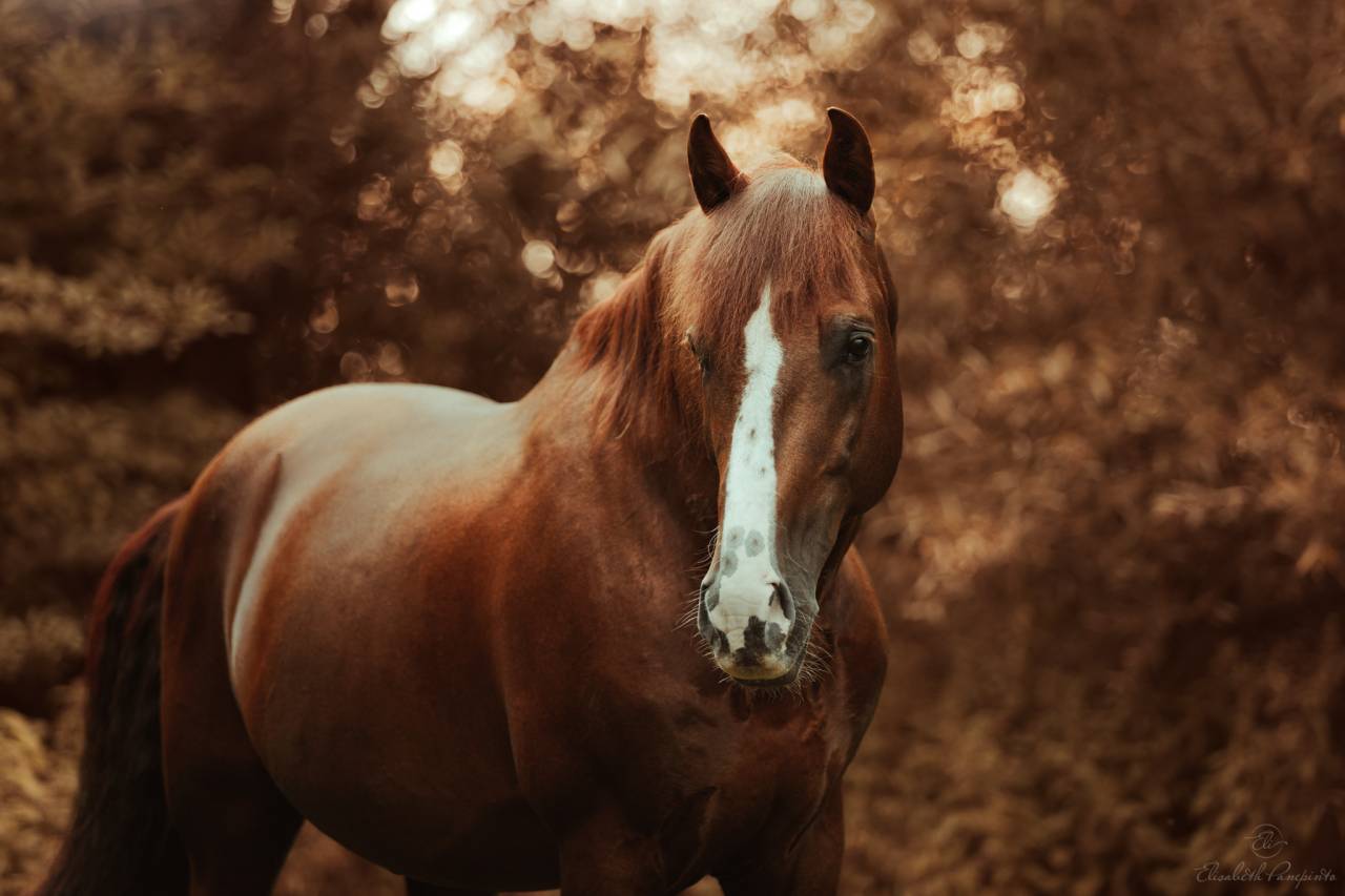 Discreto MP - PRE Andaluso 2011