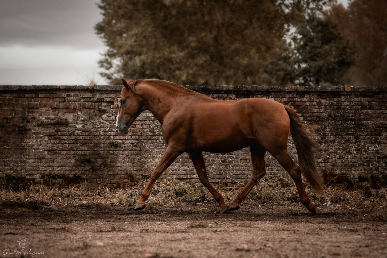 Discreto MP - PRE Andaluso 2011