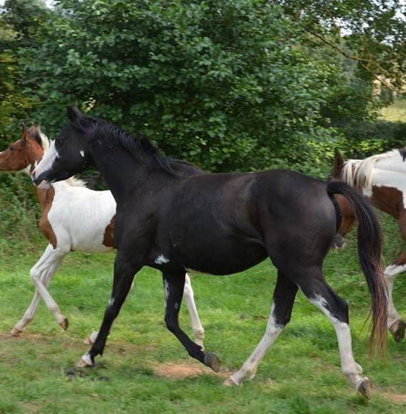 Puledro Anglo-Arabo In vendita 2023 Altro colore ,  PETRUS DE LAFON