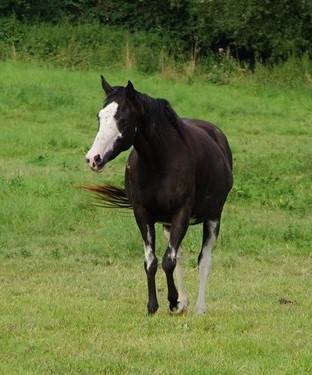 Puledro Anglo-Arabo In vendita 2023 Altro colore ,  PETRUS DE LAFON