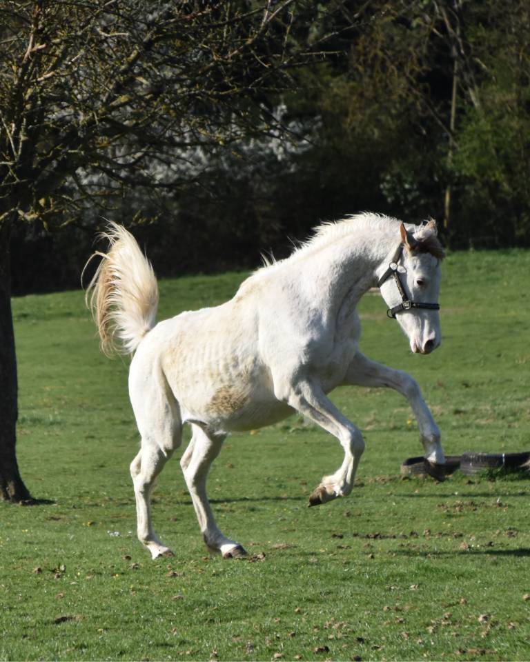 Puledro Anglo-Arabo In vendita 2023 Altro colore ,  PETRUS DE LAFON