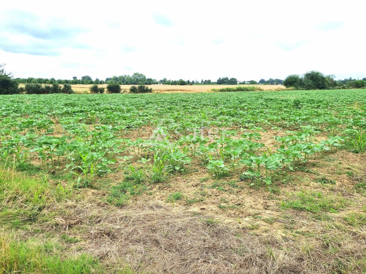 Proprietà rurale In vendita Tarn-et-Garonne