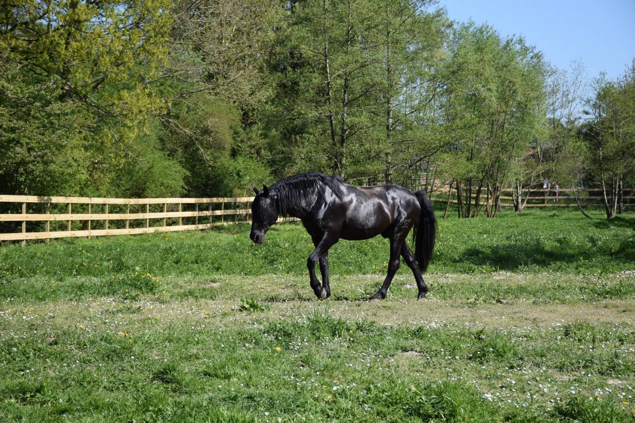 LEBRERO SG - PRE Andaluso 2006 ,  RECLAMO VI 