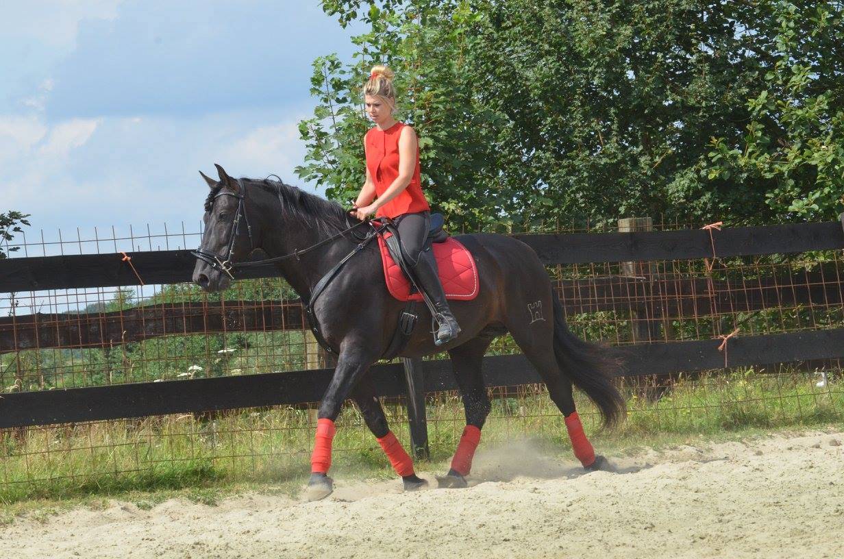 LEBRERO SG - PRE Andaluso 2006 ,  RECLAMO VI 