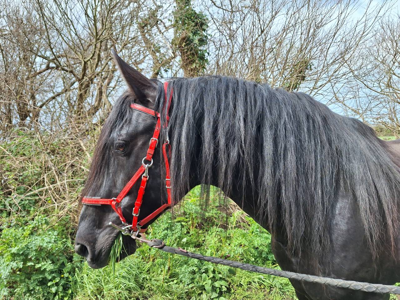 LEBRERO SG - PRE Andaluso 2006 ,  RECLAMO VI 