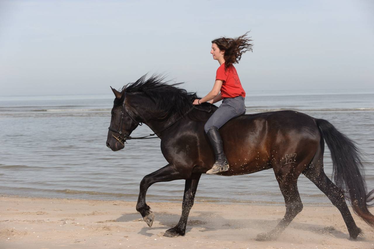 LEBRERO SG - PRE Andaluso 2006 ,  RECLAMO VI 