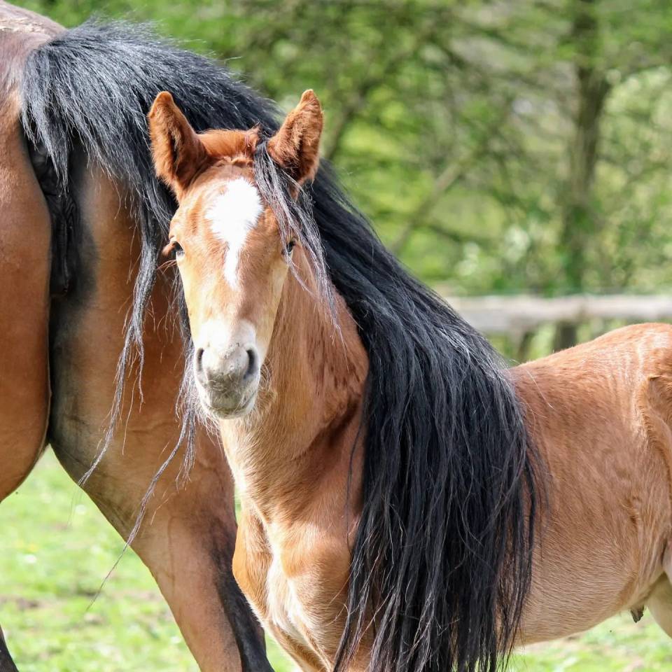 Puledro sBs Cavallo da Sport Belgio In vendita 2024 Sauro ,  PEGASE VAN'T RUYTERSHOF