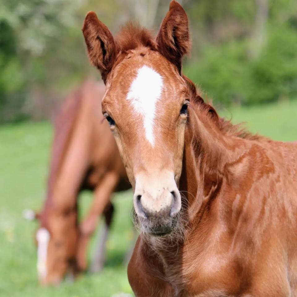 Puledro sBs Cavallo da Sport Belgio In vendita 2024 Sauro ,  PEGASE VAN'T RUYTERSHOF