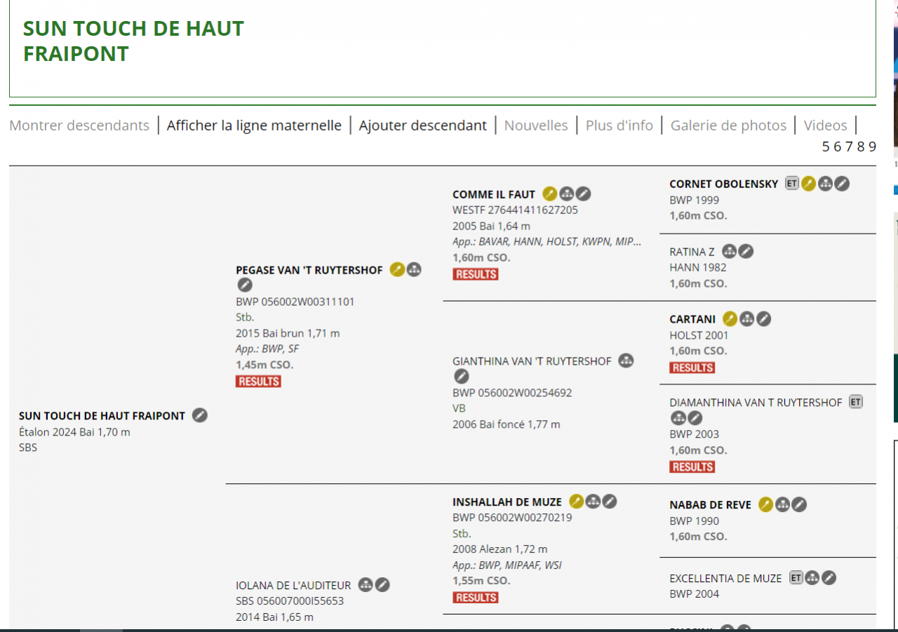 Puledro sBs Cavallo da Sport Belgio In vendita 2024 Sauro ,  PEGASE VAN'T RUYTERSHOF