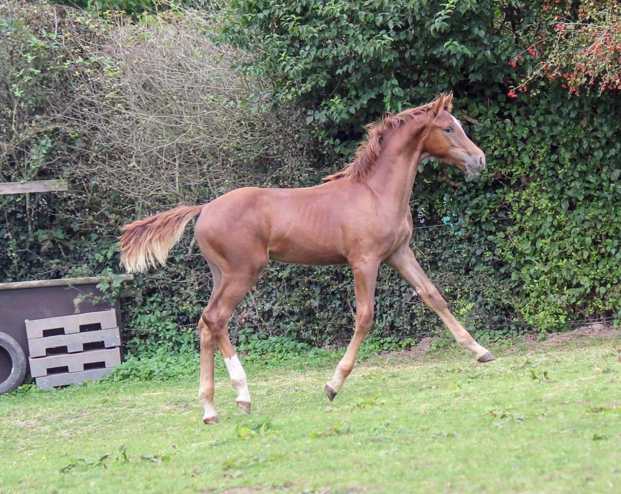 Puledro sBs Cavallo da Sport Belgio In vendita 2024 Sauro ,  PEGASE VAN'T RUYTERSHOF