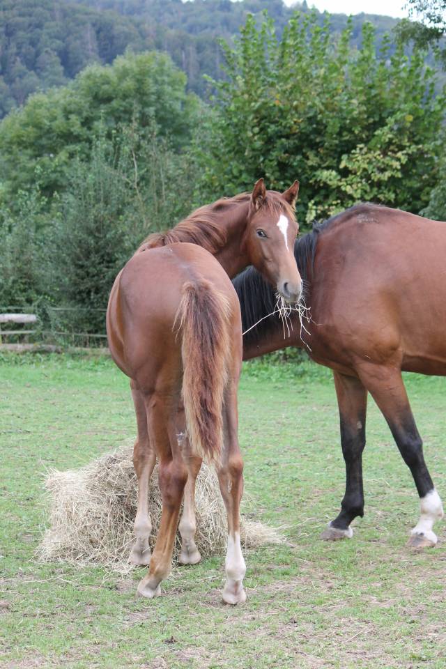 Puledro sBs Cavallo da Sport Belgio In vendita 2024 Sauro ,  PEGASE VAN'T RUYTERSHOF