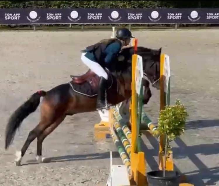 Castrone PFS Pony Francese da Sella In vendita 2019 Baio ,  ugo des clas