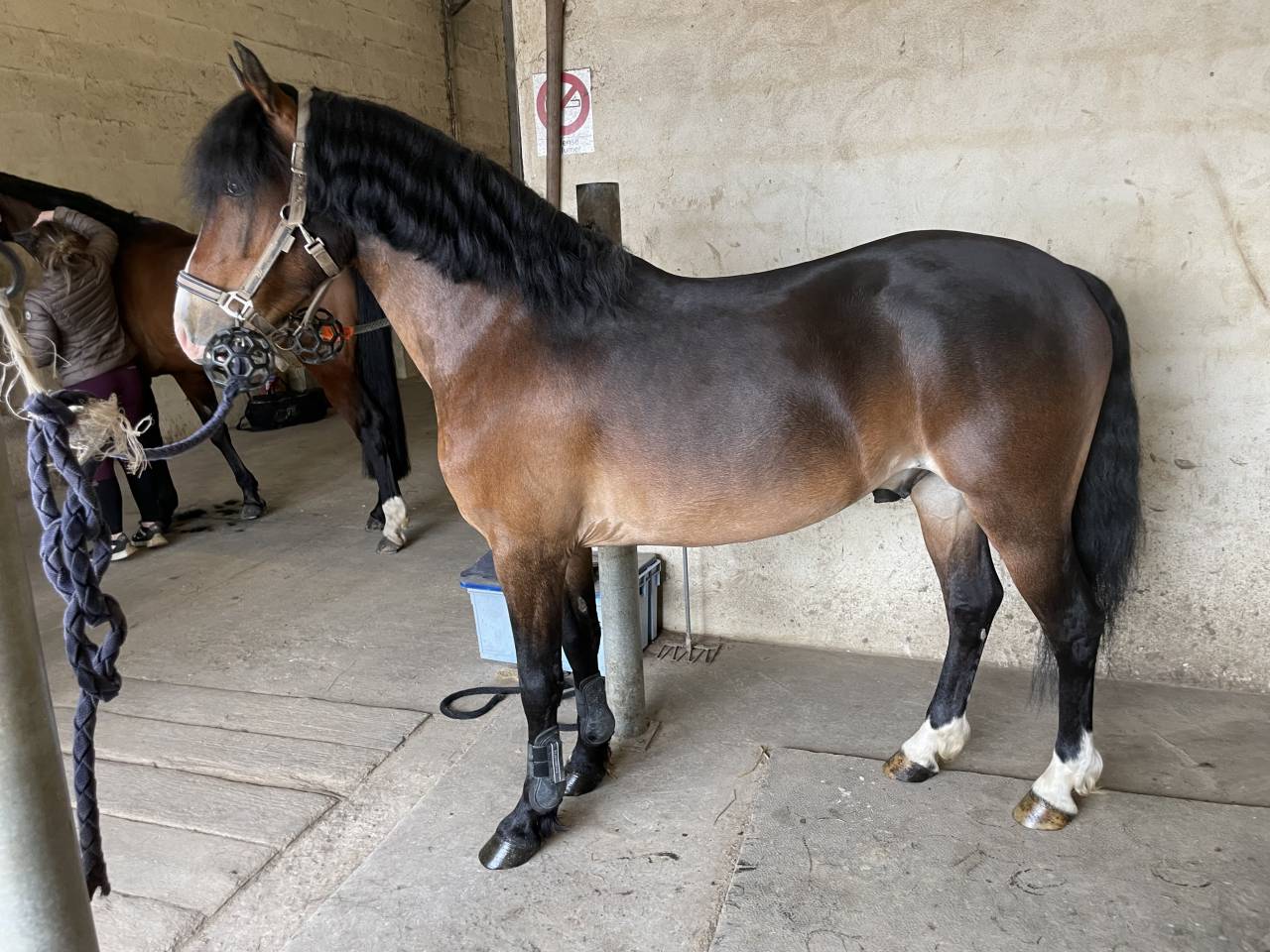 Castrone PFS Pony Francese da Sella In vendita 2019 Baio ,  ugo des clas