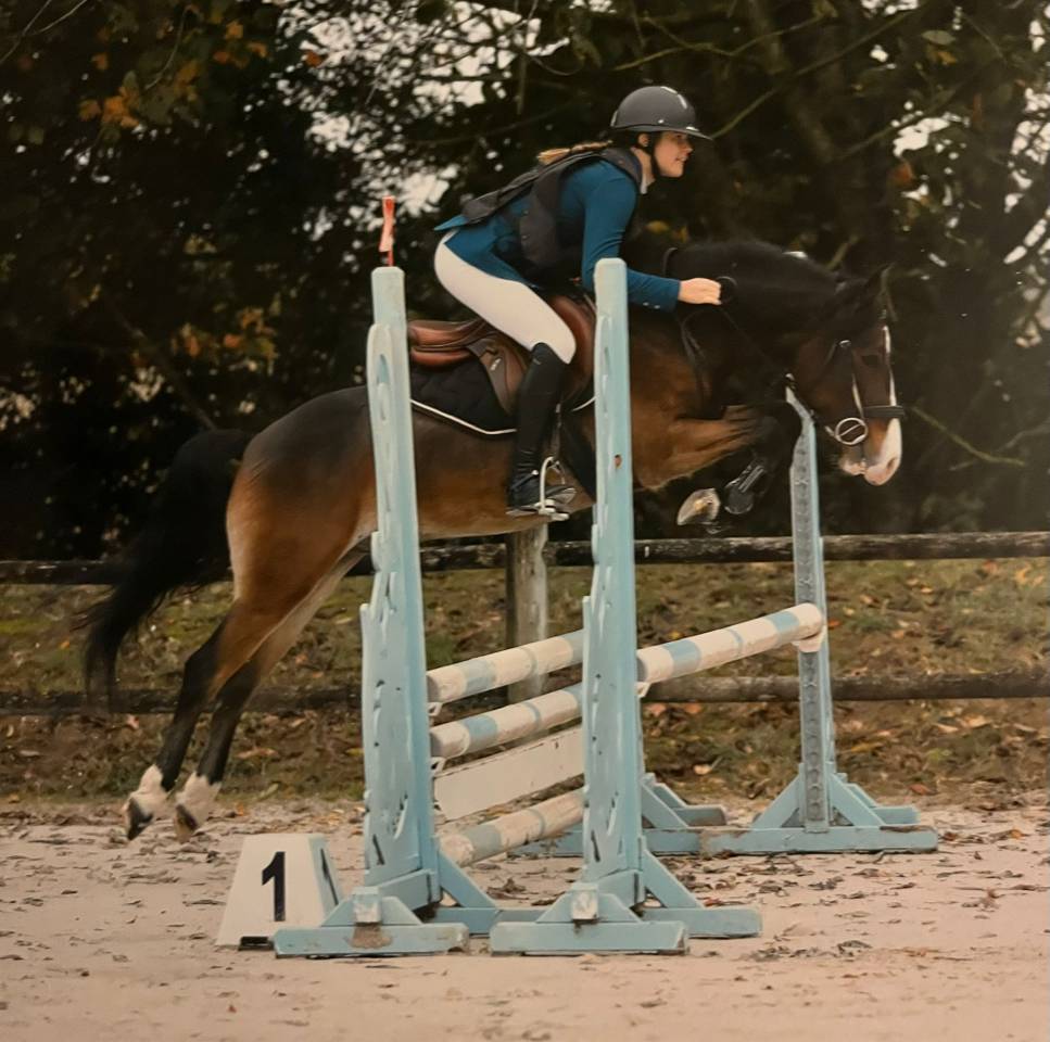 Castrone PFS Pony Francese da Sella In vendita 2019 Baio ,  ugo des clas