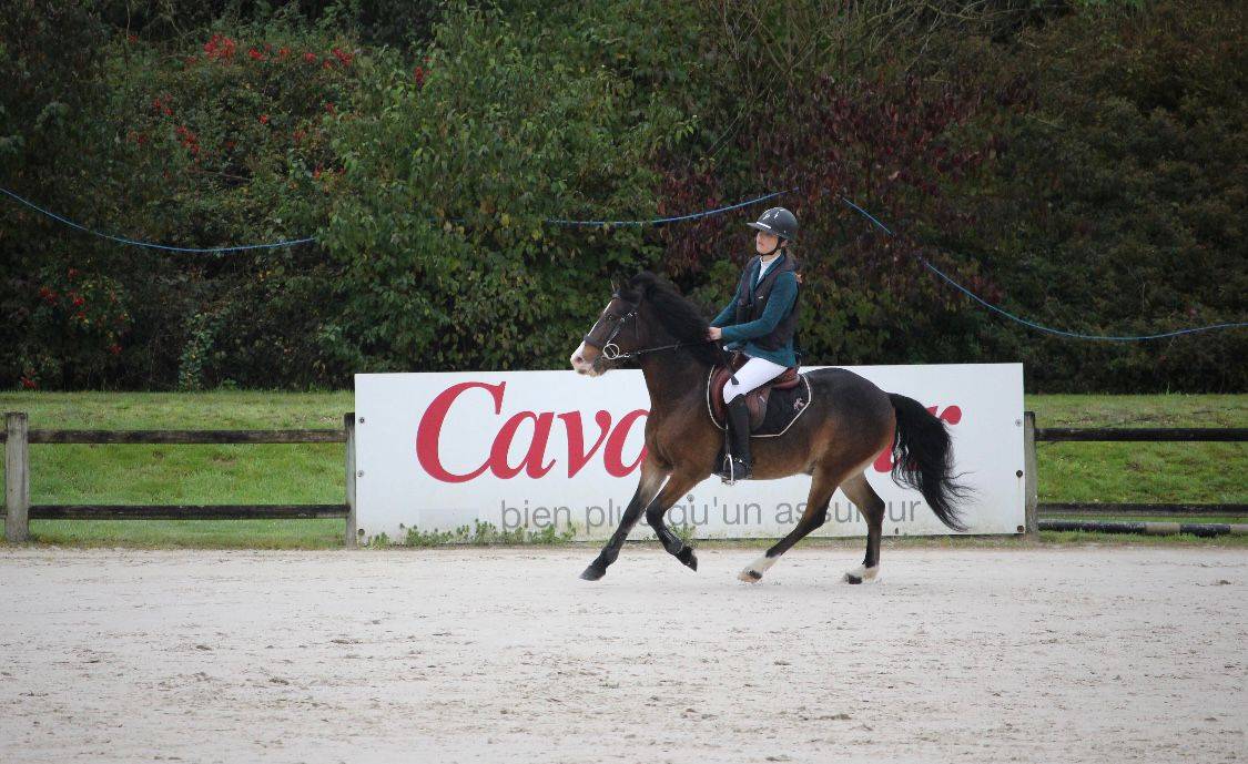 Castrone PFS Pony Francese da Sella In vendita 2019 Baio ,  ugo des clas