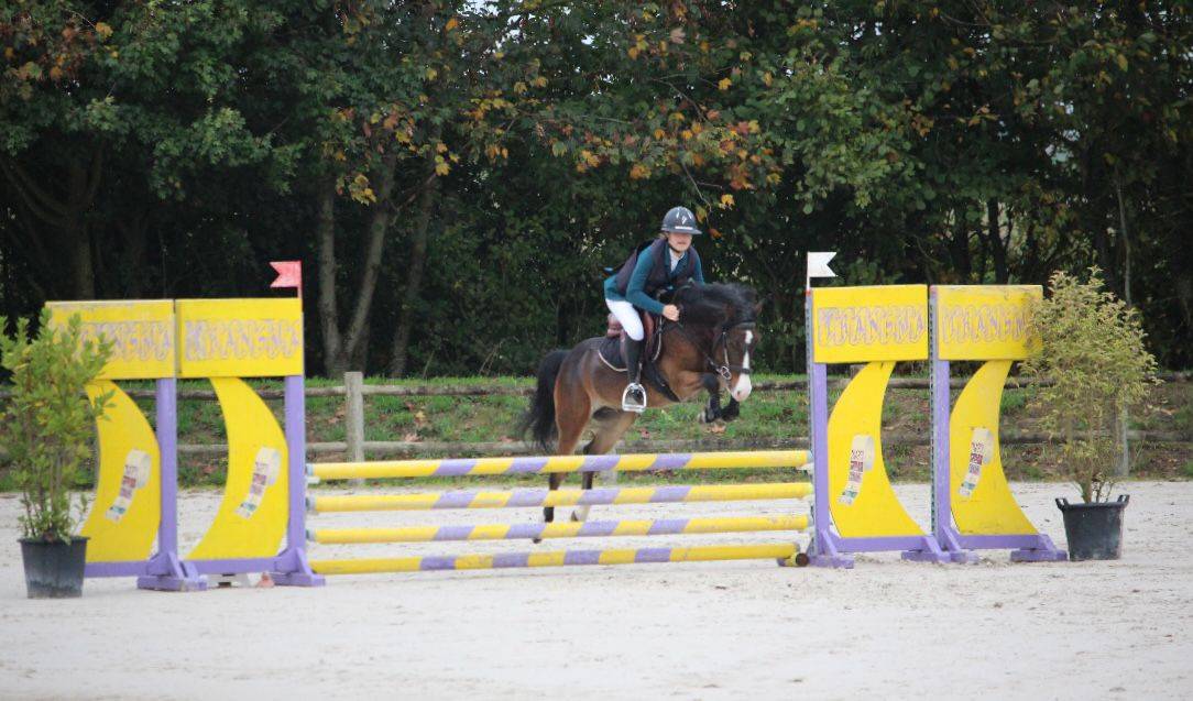 Castrone PFS Pony Francese da Sella In vendita 2019 Baio ,  ugo des clas