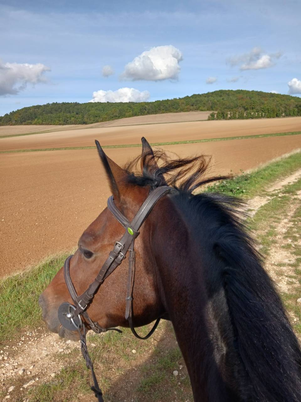 Ecurie de propri&eacute;taire  