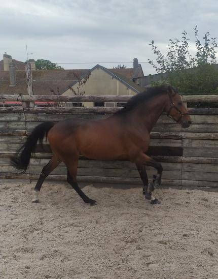 Ecurie de propri&eacute;taire  