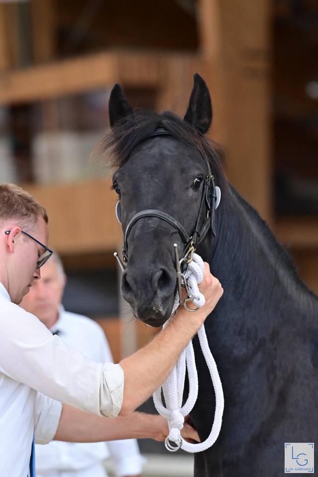 Stallone Arabo Frisone In vendita 2022 Nero ,  Maïko DLB Classic Innovation