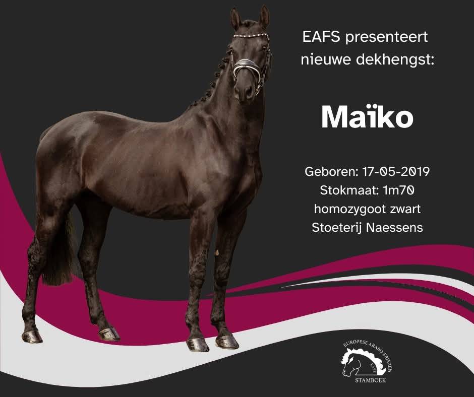 Stallone Arabo Frisone In vendita 2022 Nero ,  Maïko DLB Classic Innovation