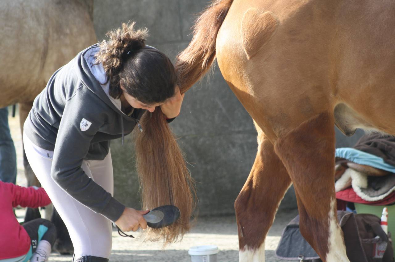 Stage equitazione perfezionamento Calvados