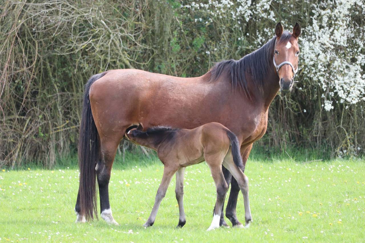 Puledra Sella Francese In vendita 2024 Baio ,  Ichaï de Reile SF