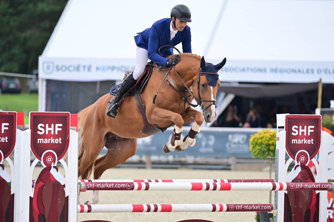 Puledra Sella Francese In vendita 2024 Baio ,  Ichaï de Reile SF